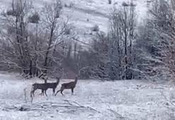 Erzincan Refahiye'de kızılgeyikler görüntülendi