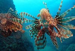 Akdeniz'deki istilacı türler, besin zincirinde çıkmaz yol oluşturuyor