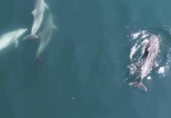 Bartın’da yunuslar cep telefonuyla görüntülendi