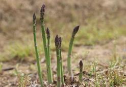 'Kuşkonmaz üretiminde İzmir'i birinci sıraya çıkarmak için gayret göstereceğiz'