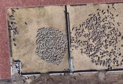 Kuzuların anneleri ile buluşması dron kamerasında