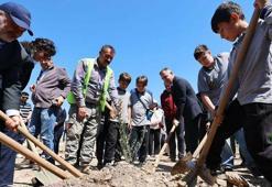 Taşınan her zeytin ağacı için yeni bir fidan: Milas'ta 4 bin fidan toprakla buluştu