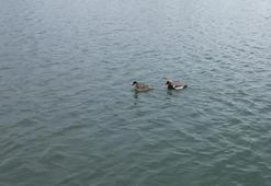 İlçeye ilk kez gelen 'elmabaşlar' için yuva çalışması