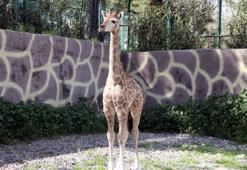 Türkiye’de doğan ilk zürafanın ismi anketle belli olacak