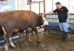 1 ton 130 kiloluk kurbanlık dana, 450 bin liraya satışa çıkartıldı