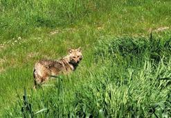 Nesli tükenme tehlikesi altındaki çakal tarlada görüntülendi