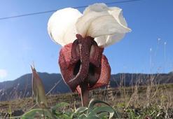 Kurt kulağı çiçekleri meraları süslüyor