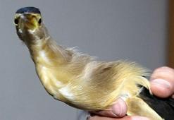 Dersteki teori bahçede pratiğe dönüştü; nesli tükenme tehlikesindeki kuşa öğrenci şefkati