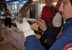 İpe dolanan ebabili kurtarmak için cadde trafiğe kapatıldı