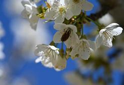Coğrafi tescilli Demirci kirazında hedef 20 bin ton rekolte