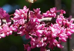 Baharın habercisi erguvanlar İstanbul'da görsel şölen oluşturdu