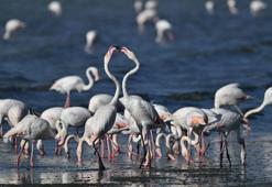 Van'da jandarma, flamingolar için 7/24 denetimde