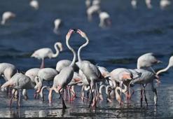 Van'da jandarma, flamingolar için 7/24 denetimde