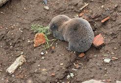 Sağanaklar sırasında yuvalarını su basan kör fareler yüzeye çıktı