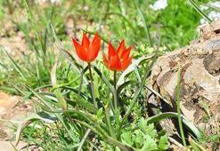10 gün canlı kalabilen Manisa laleleri açtı, koparmanın cezası 699 bin TL