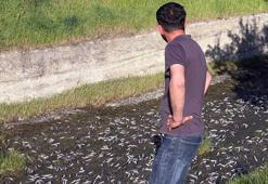 Tekirdağ'da gölette toplu balık ölümlerine inceleme