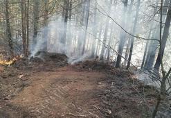 Aydın'da 7 dekar orman yandı