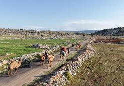 Yörüklerin yayla göçü başladı