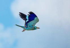 Adıyaman'da gökkuzgun görüntülendi