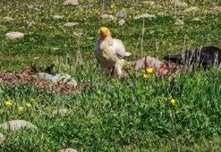 Bolu’da nesli tehlikedeki Mısır akbabaları görüntülendi