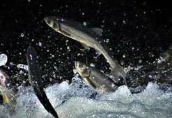 İnci kefalinin üreme göçüne sıkı takip