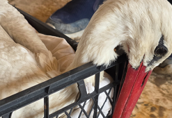 Hatay'da 2 ayda göç yolundaki 53 leylek vuruldu