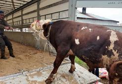 Erciş'te batı illerine kurbanlık sevkiyatı başladı