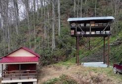 Ayının, demir direğe tırmanıp kovanlara ulaşmaya çalıştığı anlar kamerada