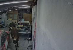 Ahırdan kaçan büyükbaşlar oto tamirciye girdi