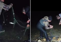Van'da kaçak avlanan 100 kilo canlı inci kefali tekrar suya bırakıldı