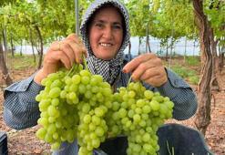 Mersin'de ilk hasadı yapılan üzüm, kilosu 600 TL’ye ihraç edildi