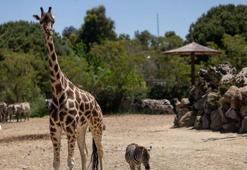 Annesini kaybeden zebra yavrusu 'Gözde’ye zürafalar sahip çıktı