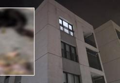 Başakşehir'de sitede 4 yavru kedi parçalanarak öldürüldü iddiası