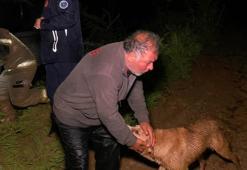 Bursa'da taşan dere çiftliği bastı: Mahsur kalan çiftçi ve köpeği kurtarıldı