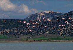 Yarışlı Gölü'ndeki flamingolar hayran bıraktı