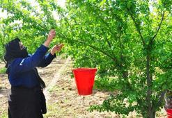 Manisa'nın 'dumanlı papaz eriğinde' hasat başladı