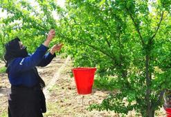 Manisa'nın 'dumanlı papaz eriğinde' hasat başladı