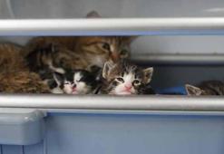 2 yavrusu olan kedi, sokakta bulunan 3 yavruya da sütannelik yapıyor