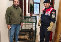Köy yolunda bulunan 'Hint şebeği' cinsi maymun koruma altına alındı