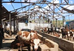 Fırtınada devrilen duvarın altında kalan besici: Sağ çıktığım için şükrediyorum
