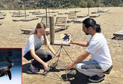 Caretta carettaların yumurtlama dönemi başladı