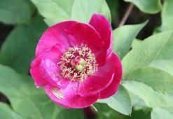 Likya Yolu'nda şakayık zamanı; koparmanın cezası 699 bin TL