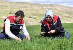 Yağışlar nedeniyle tarımda 'sarı pas' alarmı
