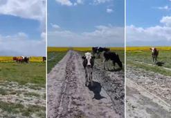 Koruma altındaki Eber sarısının yetiştiği alanda hayvan otlatılmasına inceleme