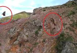 Kartal, ayı ve yavrularını takip etti; o anlar dronla görüntülendi