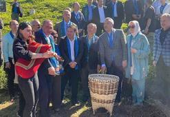 Rize’de çay hasadı şenlikle karşılandı