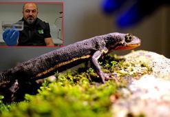Ormanya'da endemik semender türlerinin keşfedildiği duyuruldu