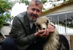 Özenle büyüttüğü kuzusu 'Abbas' yoldaşı oldu