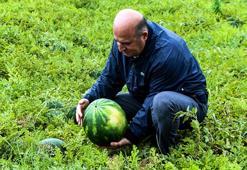 Adana'da sezonun ilk karpuz hasadı başladı; tarlada kilosu 25 TL