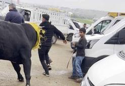 Canlı hayvan borsasında kaçan boğa paniğe neden oldu; o anlar kamerada